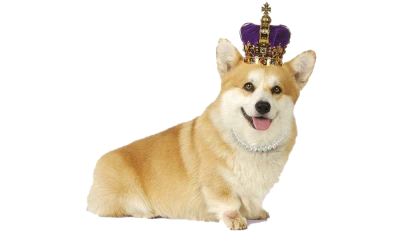 Corgi Dog with Royal Crown Free PNG