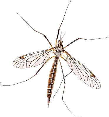 Common Crane Fly Insect Free PNG