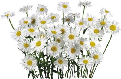 Bouquet of White Daisy Flowers Clipart