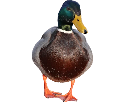 Male Mallard Duck Standing Transparent Background