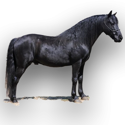 Powerful Black Stallion Horse Clipart