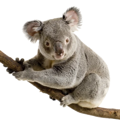 Real Koala Bear Free PNG