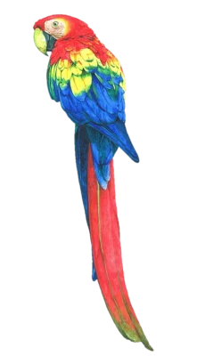 Scarlet Macaw Parrot Free PNG