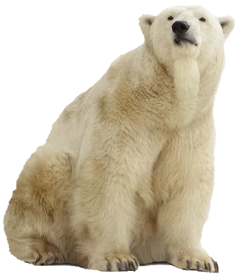 White Polar Bear Free PNG
