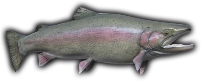 Rainbow Trout Fish Free PNG