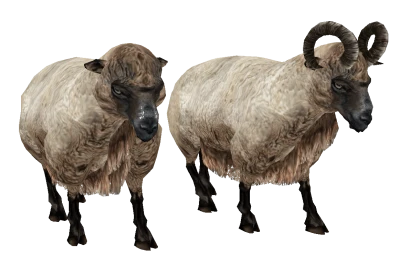 Bighorn Sheep Ram Free PNG