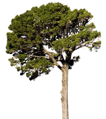 Tall Pine Evergreen Tree PNG Image