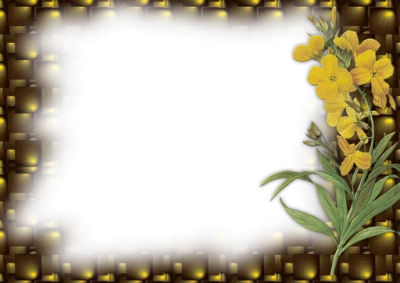 Yellow Wildflower Rectangular Frame Transparent Background