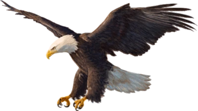 Bald Eagle Flying Descent Clipart