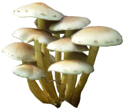 Wild Forest Mushrooms Cluster Transparent Background