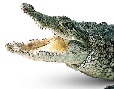 Crocodile Mouth Open Attack PNG Image