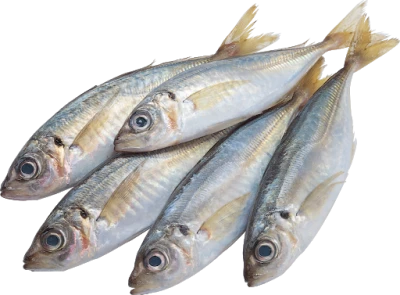 Fresh Mackerel Fish Group Clipart
