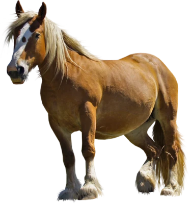 Majestic Brown Horse Profile Free PNG