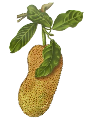 Healthy Jackfruit Illustration with Leaves PNG Image