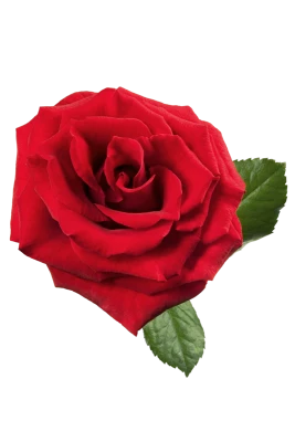 Single Red Rose Flower Free PNG