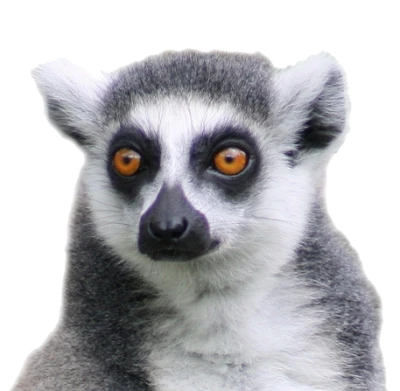 Ring Tailed Lemur Face PNG Image