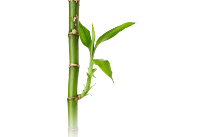 Green Bamboo Shoot with Leaves Free PNG