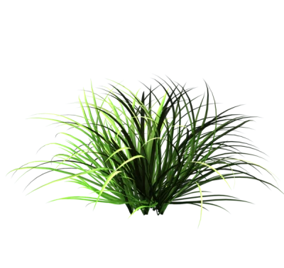 Ornamental Green Grass Tuft Free PNG