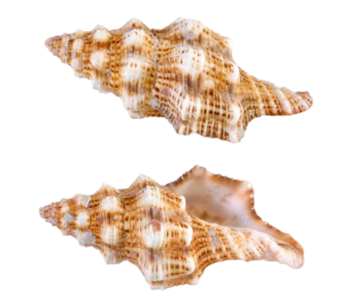 Ocean Sea Shells Duo Free PNG
