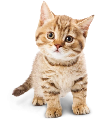 Cute Orange Tabby Kitten Free PNG
