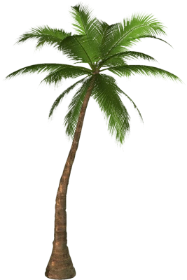 Single Tropical Palm Tree Free PNG