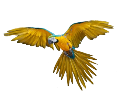 Flying Blue and Yellow Macaw Free PNG