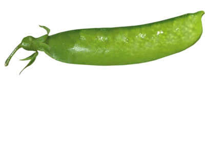 Single Green Pea Pod Free PNG