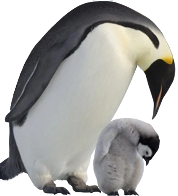 Emperor Penguin and Chick Free PNG