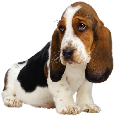 Cute Basset Hound Puppy Free PNG