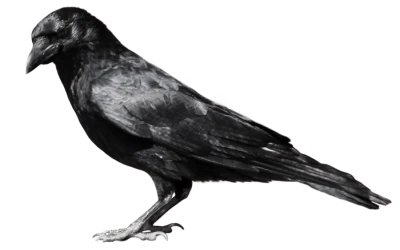 Side Profile Black Raven Free PNG