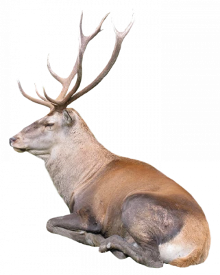 Majestic Red Deer Stag Sitting Free PNG