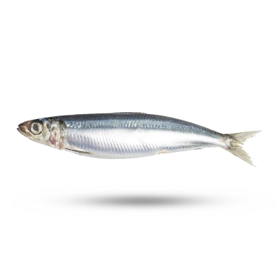 Fresh Raw Sardine Fish PNG Image