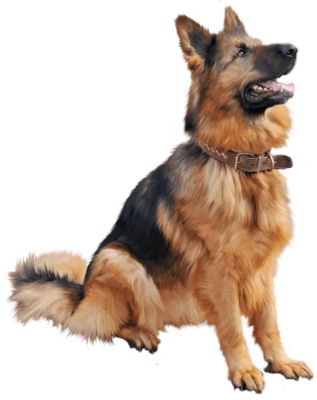 Sitting German Shepherd Dog PNG Image