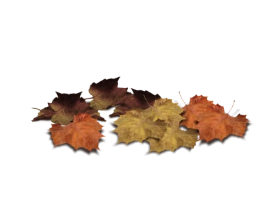 Pile of Fallen Autumn Leaves PNG Image
