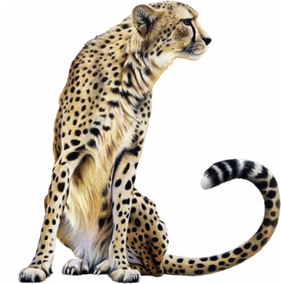 Sitting Wild Cheetah Free PNG
