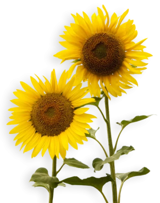 Yellow Sunflowers Free PNG