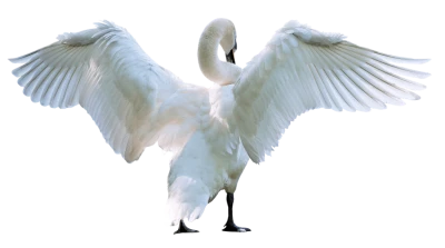 White Swan Wings Spread PNG Image