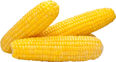 Fresh Sweet Corn Cobs PNG Image