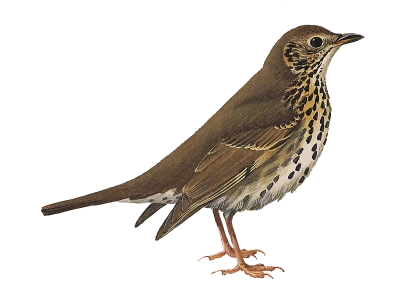 Song Thrush Wild Bird PNG Image