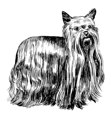 Yorkshire Terrier Dog Sketch Illustration Free PNG