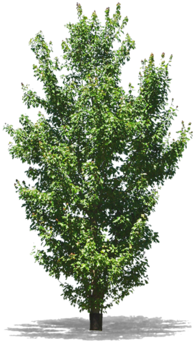 agac-png 6