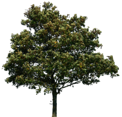 agac-png 10