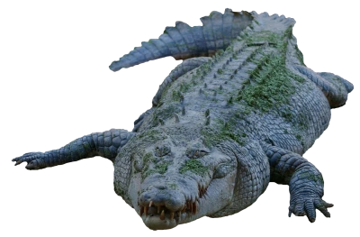 Alligator PNG – Transparent Background