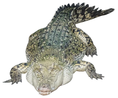 Alligator PNG – Transparent Background