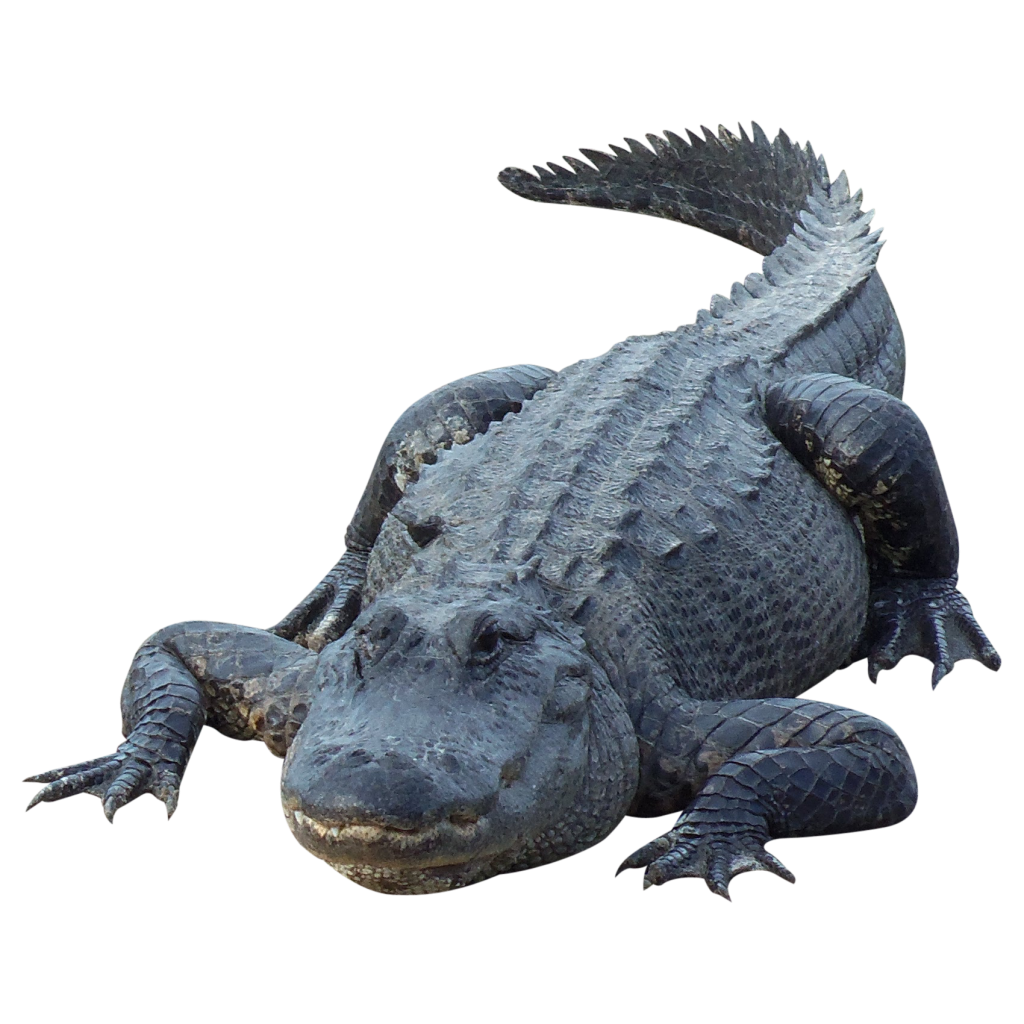 Alligator PNG – Transparent Background 6