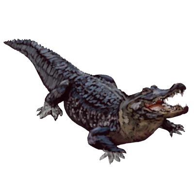 Alligator PNG – Transparent Background
