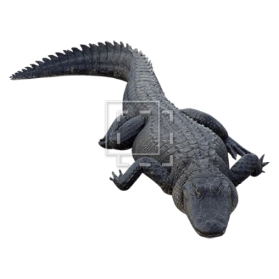 Realistic Alligator PNG Image