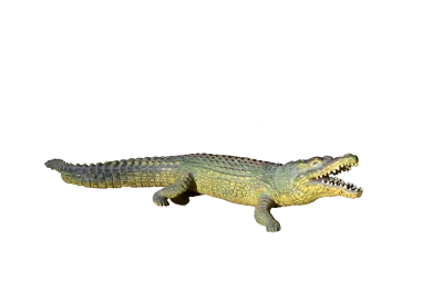 Realistic Alligator PNG Image