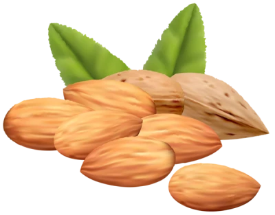 Almond Nut PNG – Transparent Background png