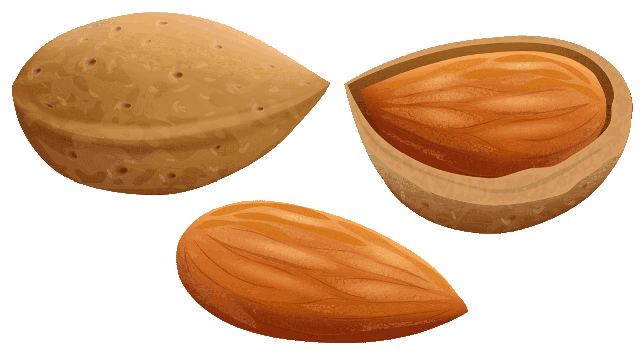 Almond Nut PNG – Transparent Background png